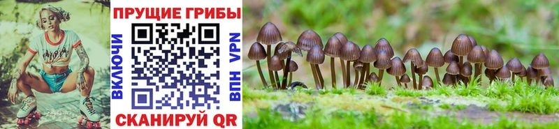 купить наркоту  Сальск  Псилоцибиновые грибы Psilocybine cubensis 
